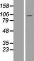 PCDHB1 Protein - Western validation with an anti-DDK antibody * L: Control HEK293 lysate R: Over-expression lysate