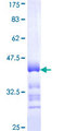 PCDHB1 Protein - 12.5% SDS-PAGE Stained with Coomassie Blue.