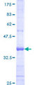 PCDHB10 Protein - 12.5% SDS-PAGE Stained with Coomassie Blue.