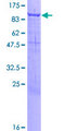 PCDHB12 Protein - 12.5% SDS-PAGE of human PCDHB12 stained with Coomassie Blue