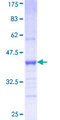 PCDHB12 Protein - 12.5% SDS-PAGE Stained with Coomassie Blue