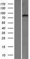 PCDHB14 Protein - Western validation with an anti-DDK antibody * L: Control HEK293 lysate R: Over-expression lysate
