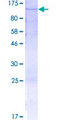 PCDHB6 Protein - 12.5% SDS-PAGE of human PCDHB6 stained with Coomassie Blue