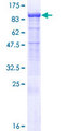 PCDHB7 Protein - 12.5% SDS-PAGE of human PCDHB7 stained with Coomassie Blue