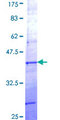 PCDHB7 Protein - 12.5% SDS-PAGE Stained with Coomassie Blue.