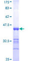 PCDHGA12 Protein - 12.5% SDS-PAGE Stained with Coomassie Blue.