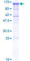 PCDHGA2 Protein - 12.5% SDS-PAGE of human PCDHGA2 stained with Coomassie Blue