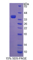PCDHGA2 Protein - Recombinant Protocadherin Gamma A2 By SDS-PAGE