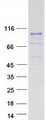 PCDHGA2 Protein - Purified recombinant protein PCDHGA2 was analyzed by SDS-PAGE gel and Coomassie Blue Staining