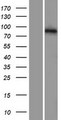 PCDHGA5 Protein - Western validation with an anti-DDK antibody * L: Control HEK293 lysate R: Over-expression lysate