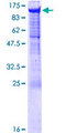 PCDHGA5 Protein - 12.5% SDS-PAGE of human PCDHGA5 stained with Coomassie Blue