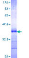 PCDHGA5 Protein - 12.5% SDS-PAGE Stained with Coomassie Blue.