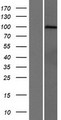 PCDHGA7 Protein - Western validation with an anti-DDK antibody * L: Control HEK293 lysate R: Over-expression lysate