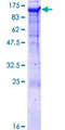 PCDHGA8 Protein - 12.5% SDS-PAGE of human PCDHGA8 stained with Coomassie Blue