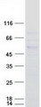 PCED1B Protein - Purified recombinant protein PCED1B was analyzed by SDS-PAGE gel and Coomassie Blue Staining