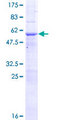 PCGF5 Protein - 12.5% SDS-PAGE of human PCGF5 stained with Coomassie Blue