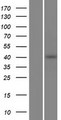 PCMTD2 Protein - Western validation with an anti-DDK antibody * L: Control HEK293 lysate R: Over-expression lysate