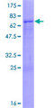 PCMTD2 Protein - 12.5% SDS-PAGE of human PCMTD2 stained with Coomassie Blue