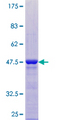 PCNP Protein - 12.5% SDS-PAGE of human PCNP stained with Coomassie Blue