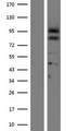 PCSK4 Protein - Western validation with an anti-DDK antibody * L: Control HEK293 lysate R: Over-expression lysate