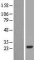PCTP Protein - Western validation with an anti-DDK antibody * L: Control HEK293 lysate R: Over-expression lysate