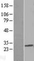 PDCD10 Protein - Western validation with an anti-DDK antibody * L: Control HEK293 lysate R: Over-expression lysate