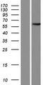 PDCD7 Protein - Western validation with an anti-DDK antibody * L: Control HEK293 lysate R: Over-expression lysate