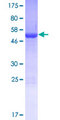 PDCL2 Protein - 12.5% SDS-PAGE of human PDCL2 stained with Coomassie Blue