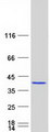 PDCL3 Protein - Purified recombinant protein PDCL3 was analyzed by SDS-PAGE gel and Coomassie Blue Staining