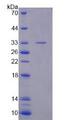 PDE10A Protein - Recombinant Phosphodiesterase 10A By SDS-PAGE