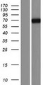 PDE4C Protein - Western validation with an anti-DDK antibody * L: Control HEK293 lysate R: Over-expression lysate