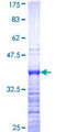 PDE4C Protein - 12.5% SDS-PAGE Stained with Coomassie Blue.