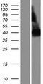 PDE4DIP / MMGL Protein - Western validation with an anti-DDK antibody * L: Control HEK293 lysate R: Over-expression lysate