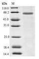 PDE4DIP / MMGL Protein - (Tris-Glycine gel) Discontinuous SDS-PAGE (reduced) with 5% enrichment gel and 15% separation gel.