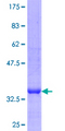 PDHA2 / PDH E1 Beta Protein - 12.5% SDS-PAGE Stained with Coomassie Blue.