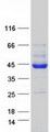 PDHA2 / PDH E1 Beta Protein - Purified recombinant protein PDHA2 was analyzed by SDS-PAGE gel and Coomassie Blue Staining