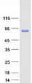 PDI / P4HB Protein - Purified recombinant protein P4HB was analyzed by SDS-PAGE gel and Coomassie Blue Staining