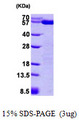 PDIA3 / ERp57 Protein