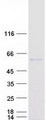 PDIA3 / ERp57 Protein - Purified recombinant protein PDIA3 was analyzed by SDS-PAGE gel and Coomassie Blue Staining