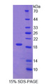 PDIA5 / PDIR Protein - Recombinant Protein Disulfide Isomerase A5 By SDS-PAGE