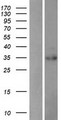 PDIK1L Protein - Western validation with an anti-DDK antibody * L: Control HEK293 lysate R: Over-expression lysate
