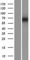 PDILT Protein - Western validation with an anti-DDK antibody * L: Control HEK293 lysate R: Over-expression lysate