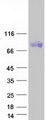 PDILT Protein - Purified recombinant protein PDILT was analyzed by SDS-PAGE gel and Coomassie Blue Staining