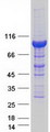 PDXDC1 Protein - Purified recombinant protein PDXDC1 was analyzed by SDS-PAGE gel and Coomassie Blue Staining