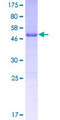 PEF1 Protein - 12.5% SDS-PAGE of human PEF1 stained with Coomassie Blue