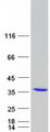 PEF1 Protein - Purified recombinant protein PEF1 was analyzed by SDS-PAGE gel and Coomassie Blue Staining