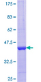 PELO Protein - 12.5% SDS-PAGE Stained with Coomassie Blue.