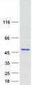 PELO Protein - Purified recombinant protein PELO was analyzed by SDS-PAGE gel and Coomassie Blue Staining