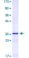 PELP1 Protein - 12.5% SDS-PAGE Stained with Coomassie Blue.