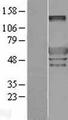 Peripherin Protein - Western validation with an anti-DDK antibody * L: Control HEK293 lysate R: Over-expression lysate